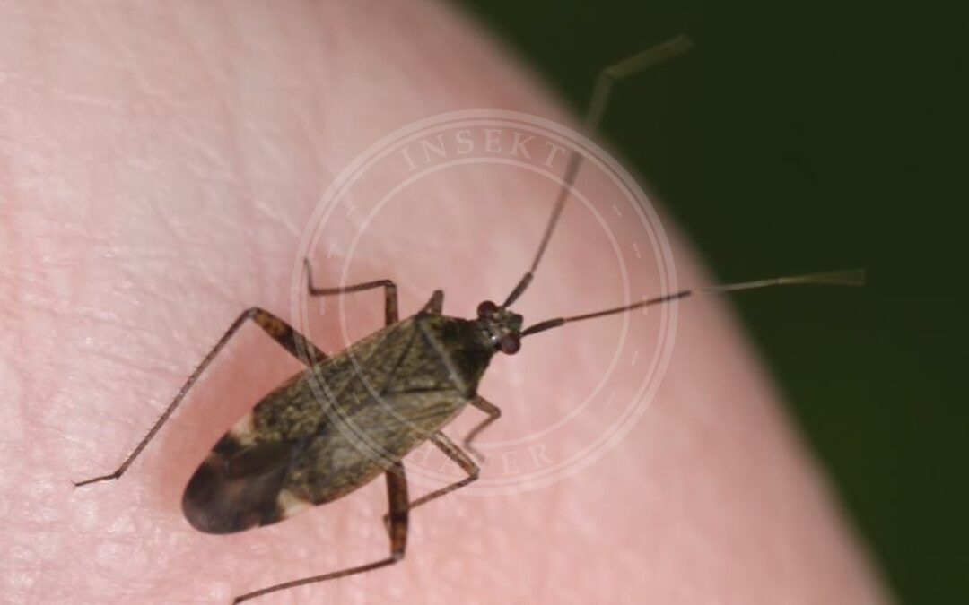 Her ses et billede af arten Øjenpletblomstertæge (Closterotomus fulvomaculatus). Fotoet er taget af Slimguy og hentet fra Wikimedia Commons (CC BY 4.0).