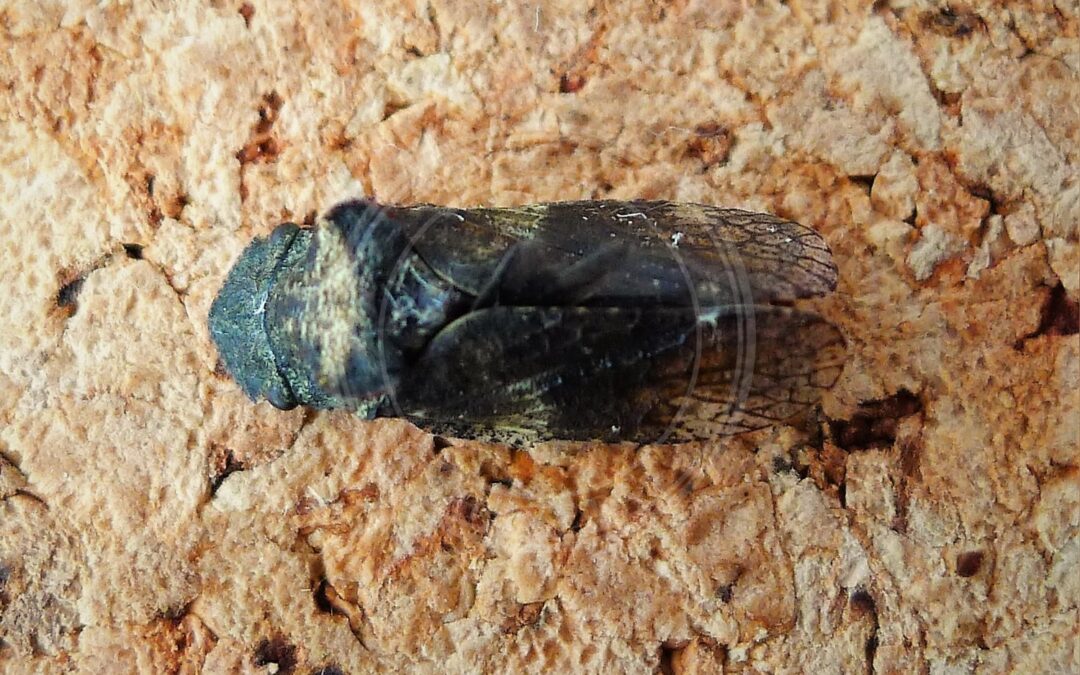 Her ses et billede af arten Ørecikade (Ledra aurita). Fotoet er taget af gailhampshire from Cradley, Malvern, U.K og hentet fra Wikimedia Commons (CC BY 2.0).