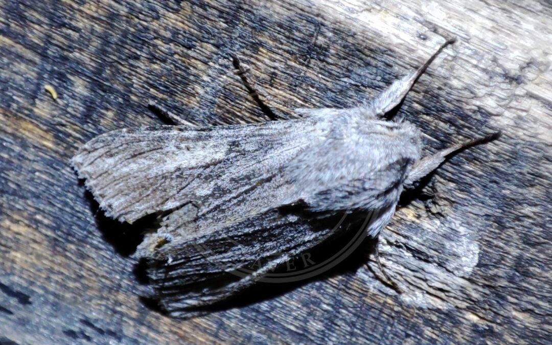 Her ses et billede af arten Østlig Hætteugle (Cucullia praecana). Fotoet er taget af Svyatoslav Knyazev og hentet fra Wikimedia Commons (CC BY 4.0).