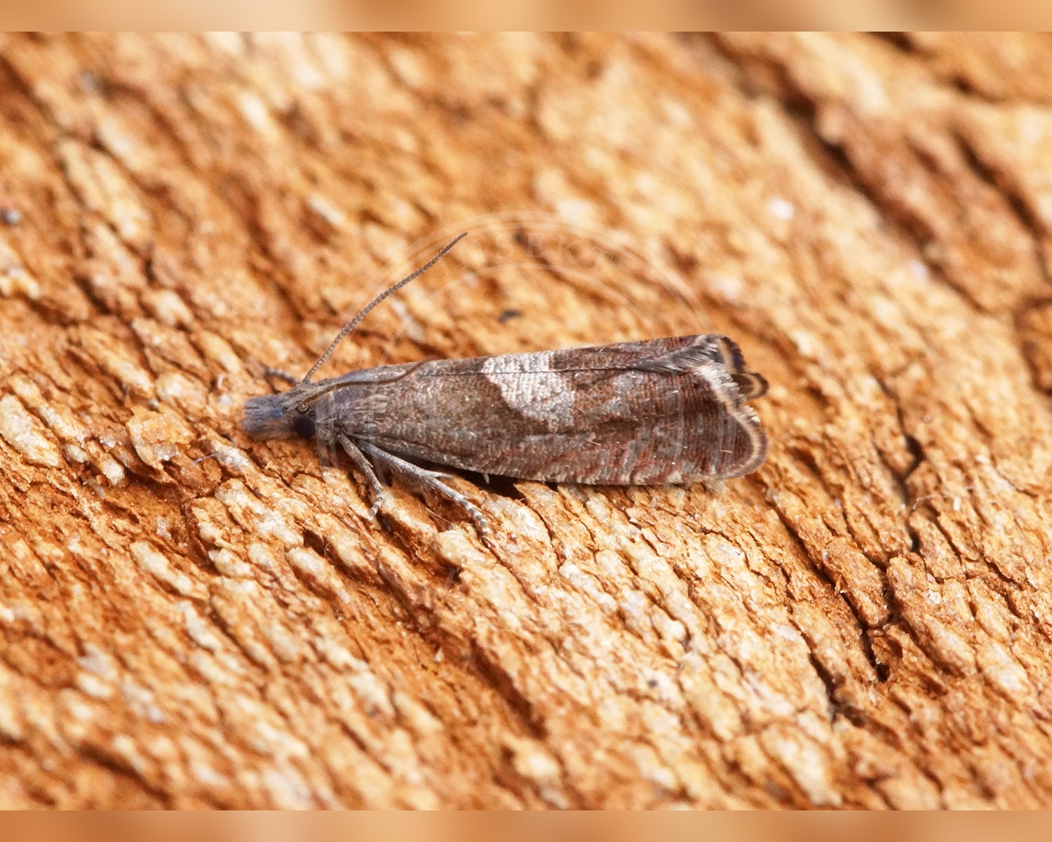 Her ses et billede af arten Okseøjerodvikler (Dichrorampha acuminatana). Fotoet er taget af Ben Sale og hentet fra Wikimedia Commons (CC BY 2.0).