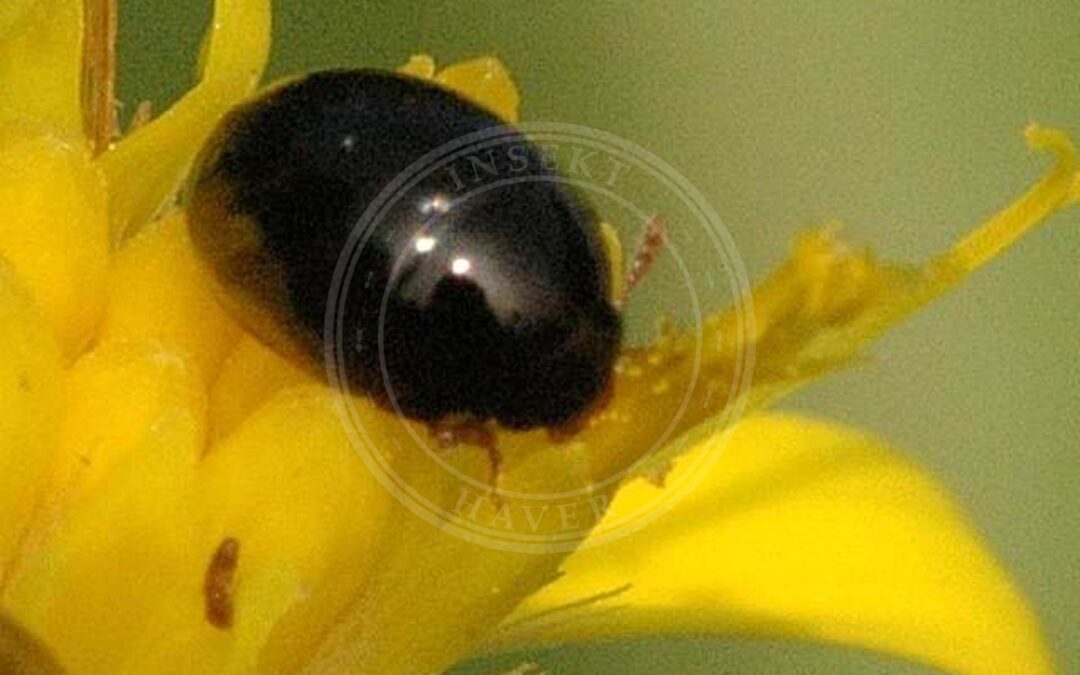 Her ses et billede af arten Olibrus flavicornis. Fotoet er taget af James K. Lindsey og hentet fra Wikimedia Commons (CC BY-SA 3.0).
