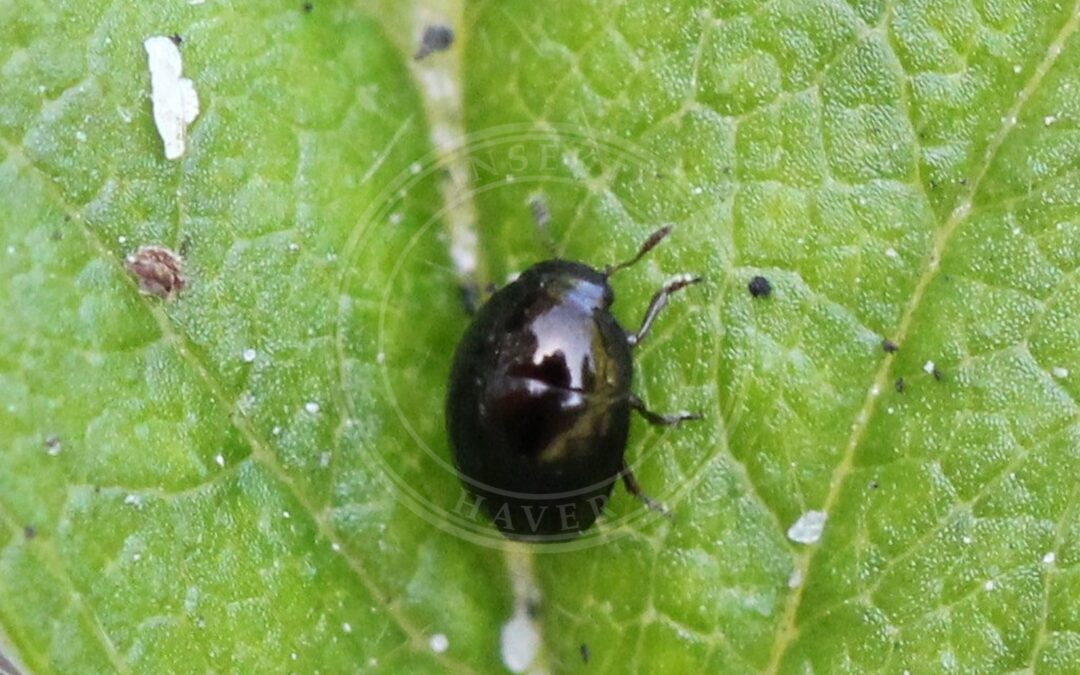 Olibrus millefolii