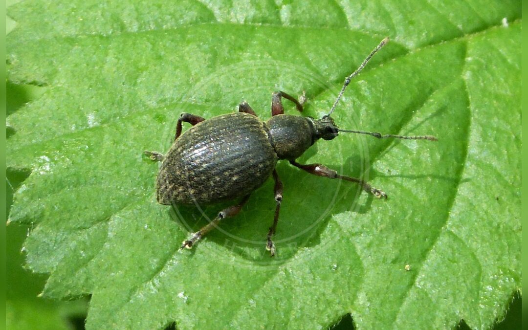 Her ses et billede af arten Otiorhynchus clavipes. Fotoet er taget af gailhampshire from Cradley, Malvern, U.K og hentet fra Wikimedia Commons (CC BY 2.0).