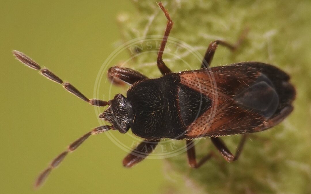 Her ses et billede af arten Overdrevfrøtæge (Tropistethus holosericus). Fotoet er taget af Pekka Raukko og hentet fra Wikimedia Commons (CC BY-SA 4.0).