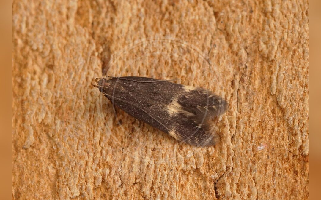 Oxypteryx atrella – Oxypteryx atrella