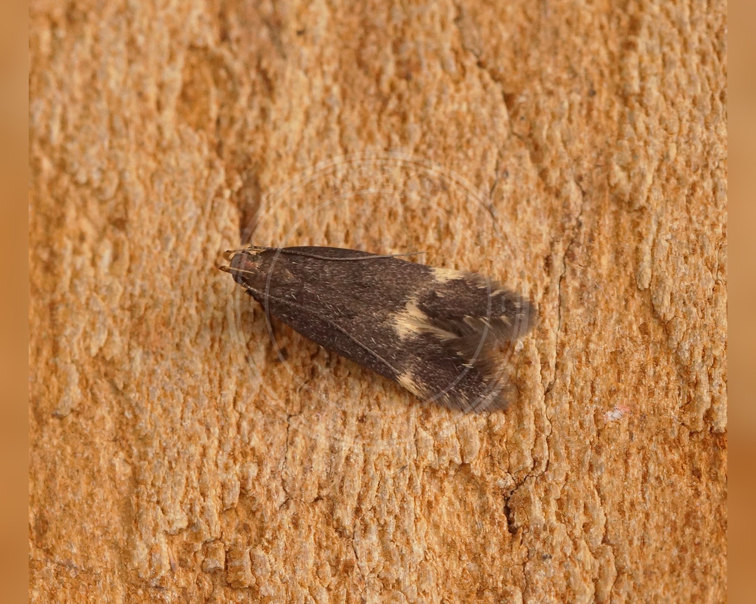 Her ses et billede af arten Oxypteryx atrella. Fotoet er taget af Ben Sale og hentet fra Wikimedia Commons (CC BY 2.0).