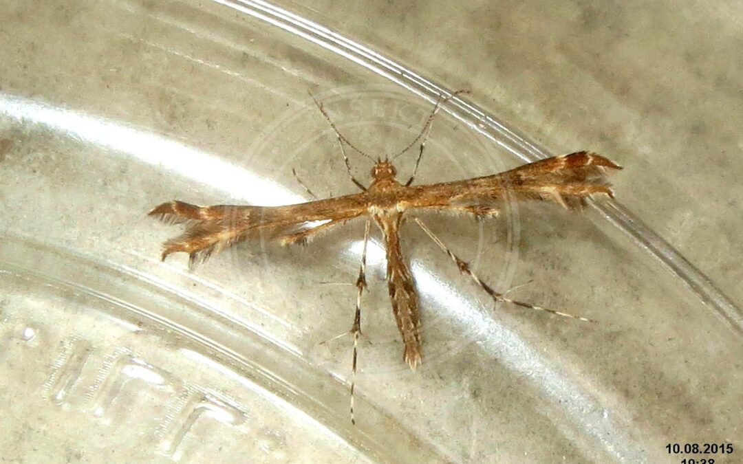 Her ses et billede af arten Oxyptilus chrysodactyla. Fotoet er taget af David Short og hentet fra Wikimedia Commons (CC BY 2.0).