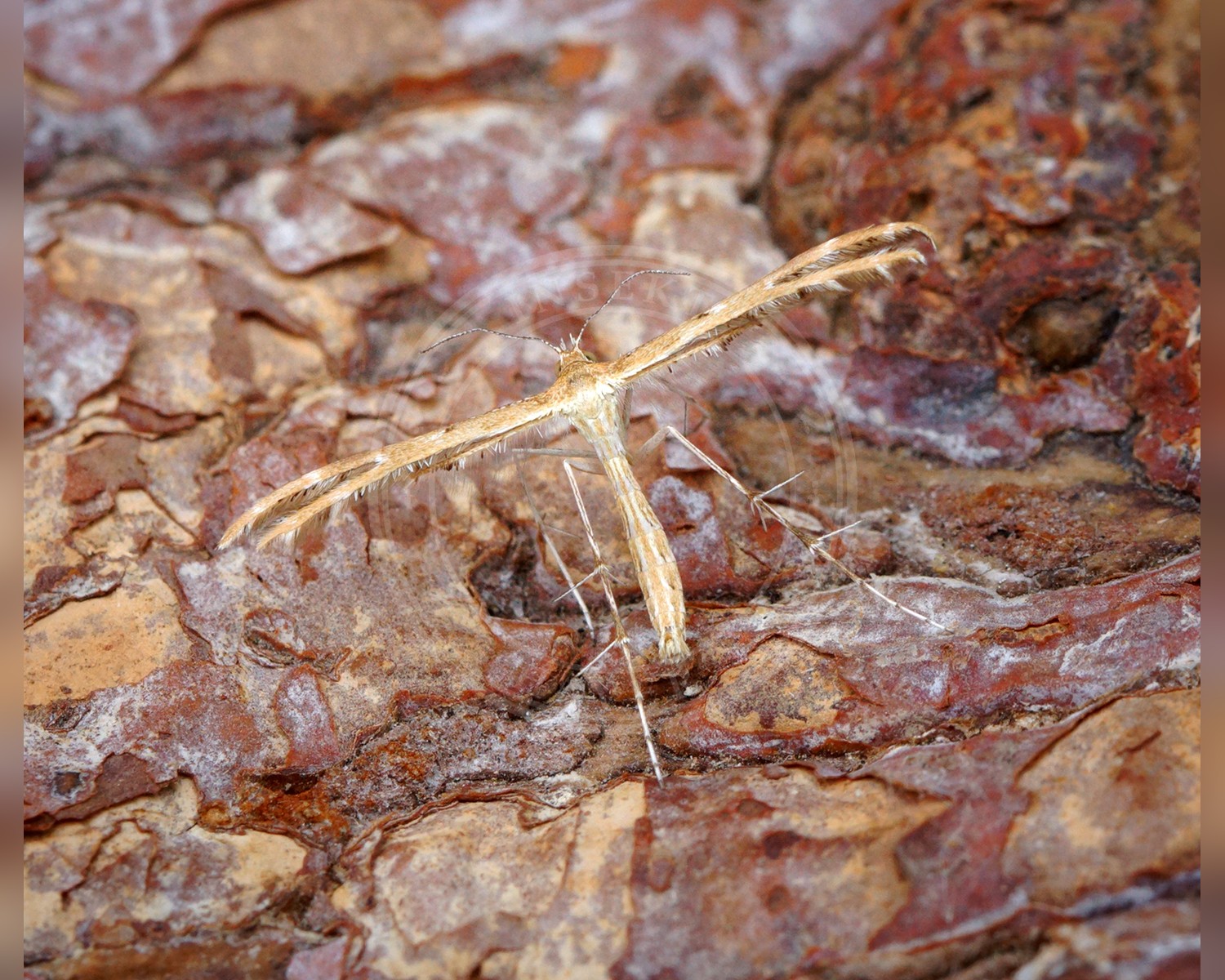 Her ses et billede af arten Oxyptilus ericetorum. Fotoet er taget af Ben Sale og hentet fra Wikimedia Commons (CC BY 2.0).