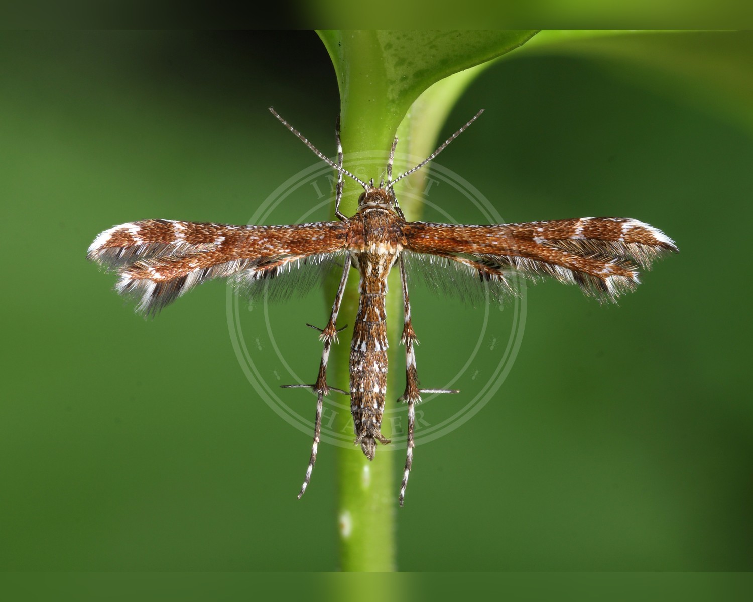 Her ses et billede af arten Oxyptilus parvidactyla. Fotoet er taget af Patrick Clement og hentet fra Wikimedia Commons (CC BY 2.0).