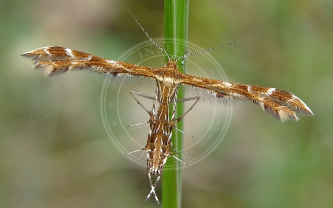 Oxyptilus pilosellae