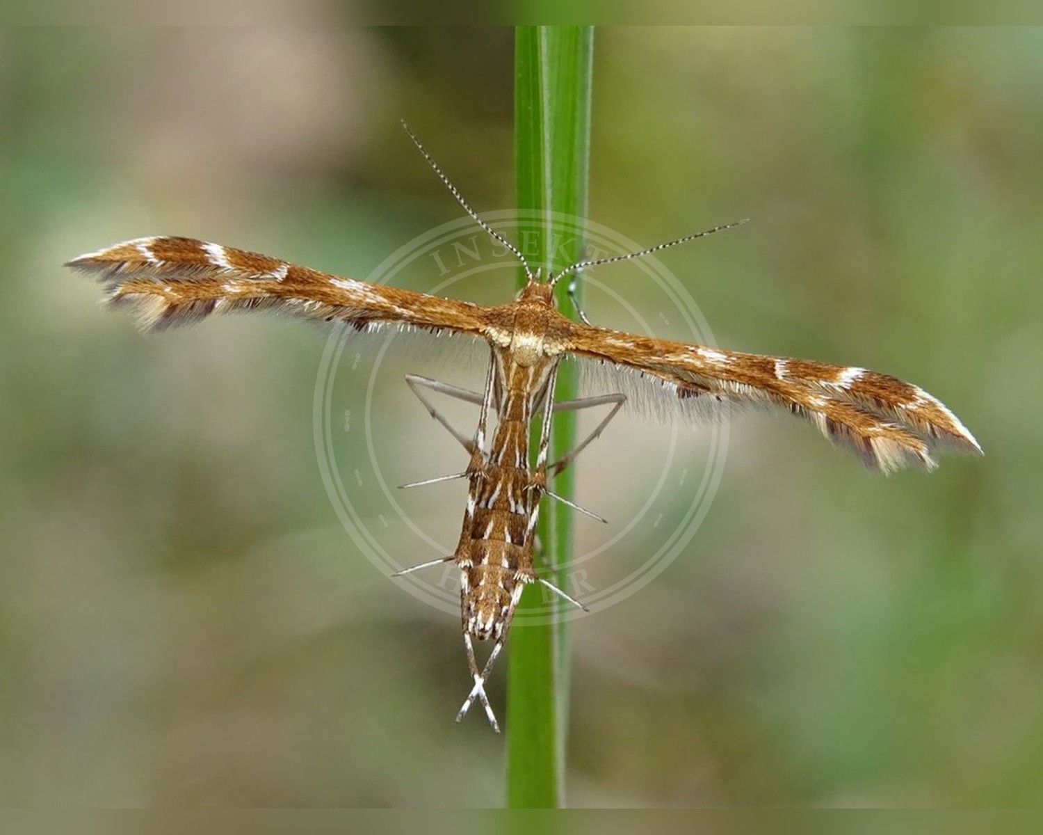 Her ses et billede af arten Oxyptilus pilosellae. Fotoet er taget af Joey Bom (Waarneming.nl) og hentet fra Wikimedia Commons (CC BY 3.0).