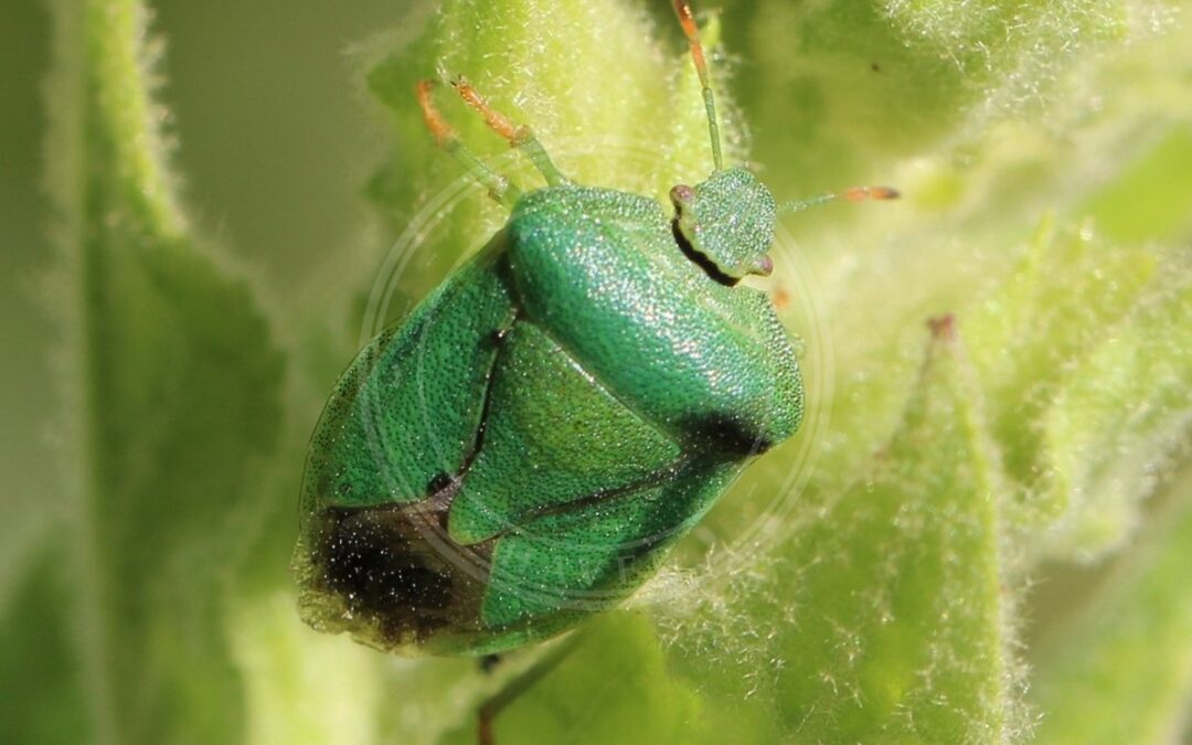 Her ses et billede af arten Palomena viridissima. Fotoet er taget af AfroBrazilian og hentet fra Wikimedia Commons (CC BY-SA 4.0).