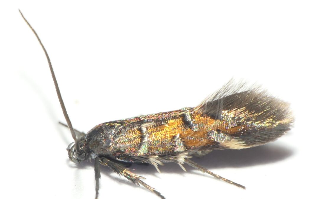 Her ses et billede af arten Pancalia nodosella. Fotoet er taget af Dick Belgers, Naturalis Biodiversity Center Locality: Meijendel - Meeuwenhoek og hentet fra Wikimedia Commons (CC BY 4.0).