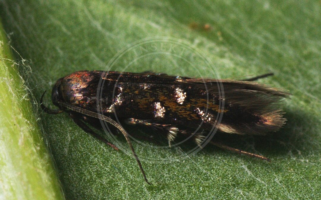 Pancalia schwarzella