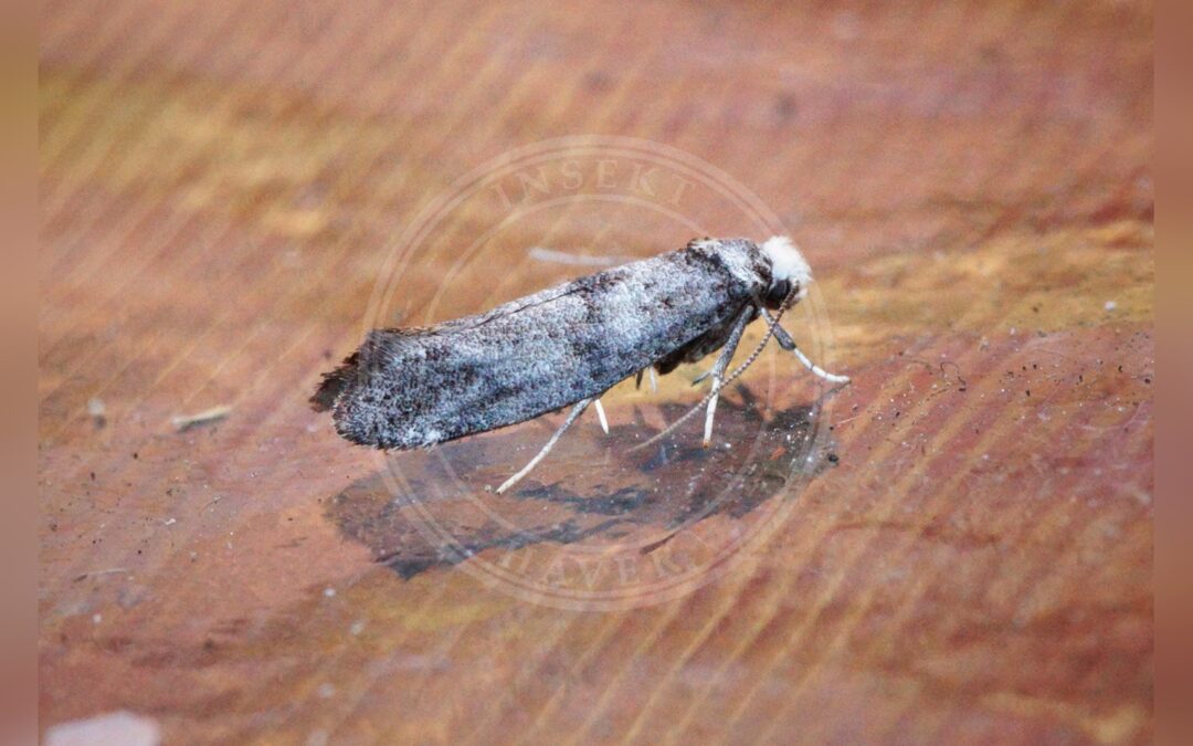 Her ses et billede af arten Paraswammerdamia albicapitella. Fotoet er taget af Ben Sale og hentet fra Wikimedia Commons (CC BY 2.0).