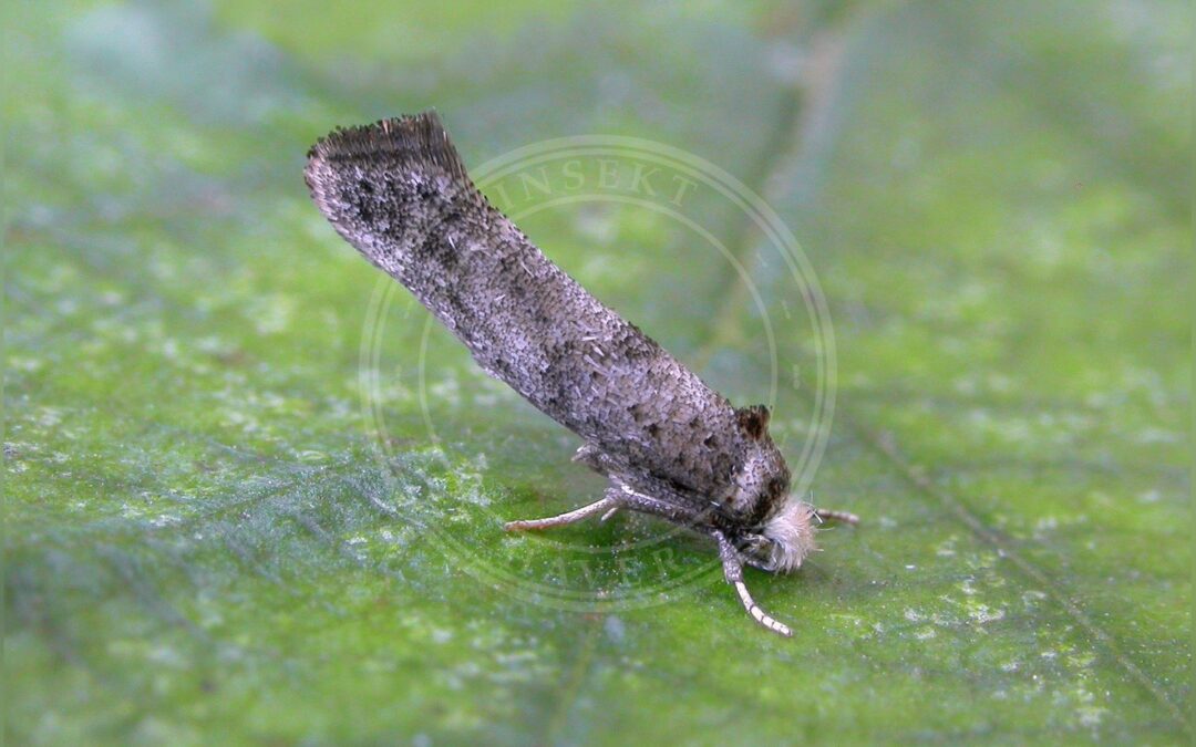 Her ses et billede af arten Paraswammerdamia nebulella. Fotoet er taget af Patrick Clement og hentet fra Wikimedia Commons (CC BY 2.0).