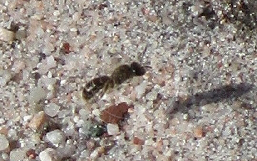 Her ses et billede af arten Parksmåjordbi (Andrena minutula). Fotoet er taget af AnRo0002 og hentet fra Wikimedia Commons (CC0).