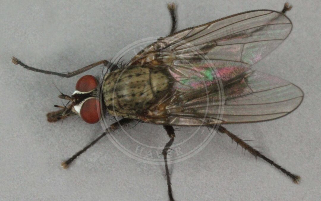 Her ses et billede af arten Pegomya cunicularia. Fotoet er taget af Janet Graham og hentet fra Wikimedia Commons (CC BY 2.0).
