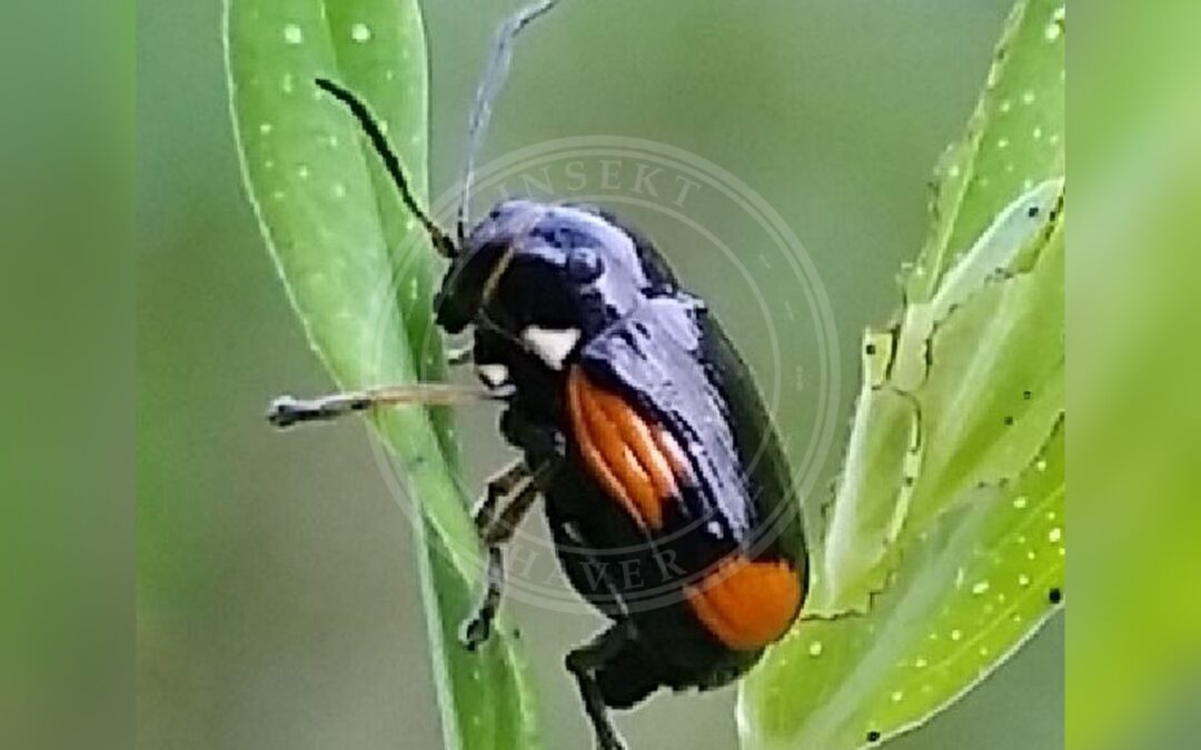 Her ses et billede af arten Perikonfaldbille (Cryptocephalus moraei). Fotoet er taget af Slimguy og hentet fra Wikimedia Commons (CC BY-SA 4.0).