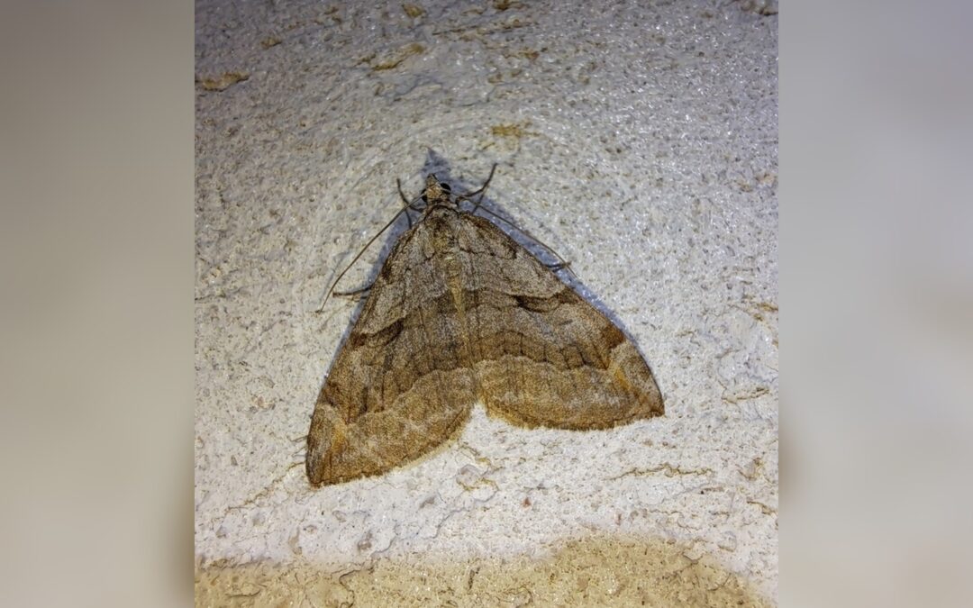 Her ses et billede af arten Perikonmåler (Aplocera efformata). Billedet er hentet fra iNaturalist (CC0).