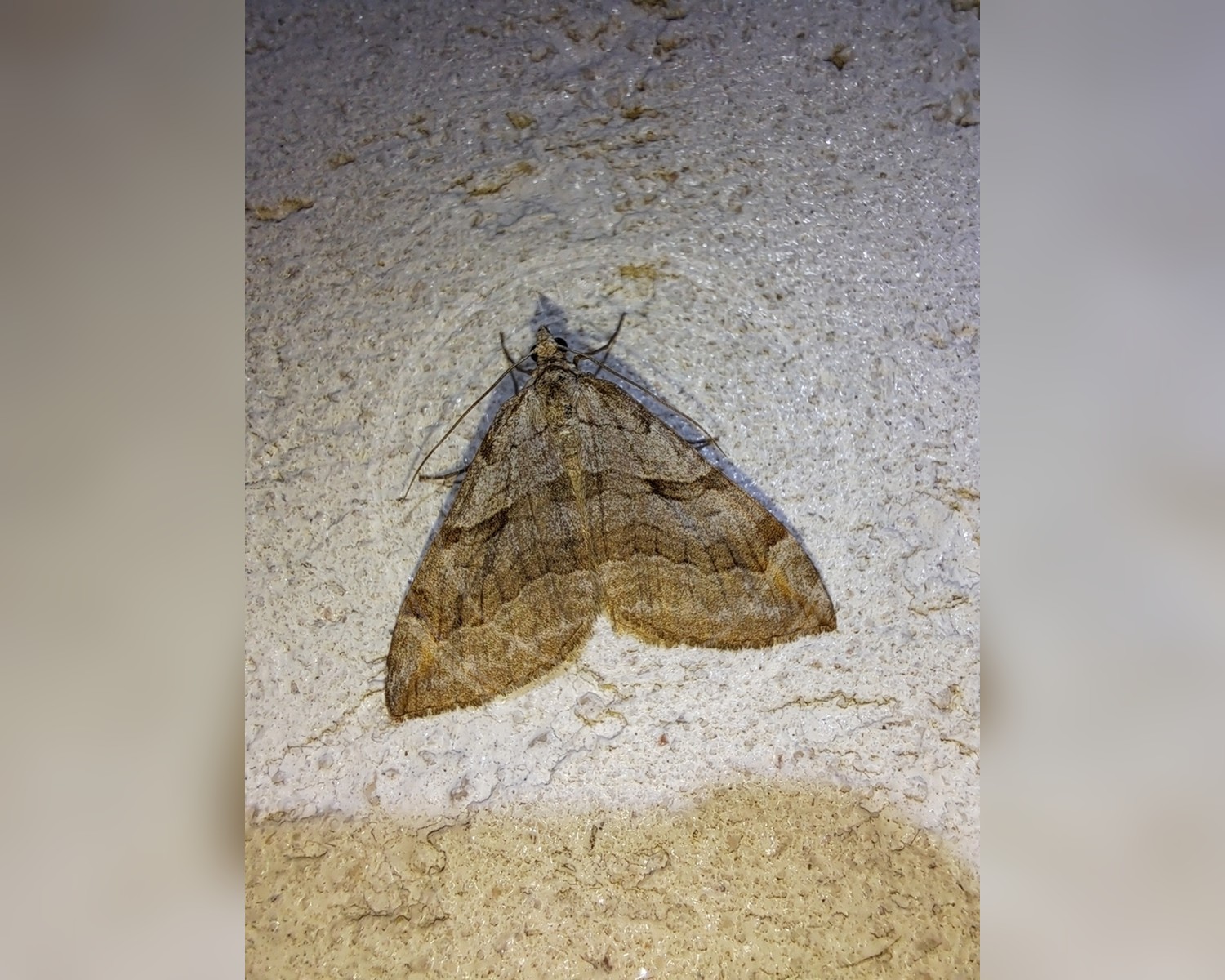 Her ses et billede af arten Perikonmåler (Aplocera efformata). Billedet er hentet fra iNaturalist (CC0).