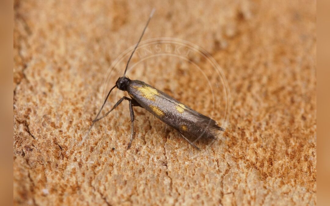 Perikonstyltemøl – Euspilapteryx auroguttella