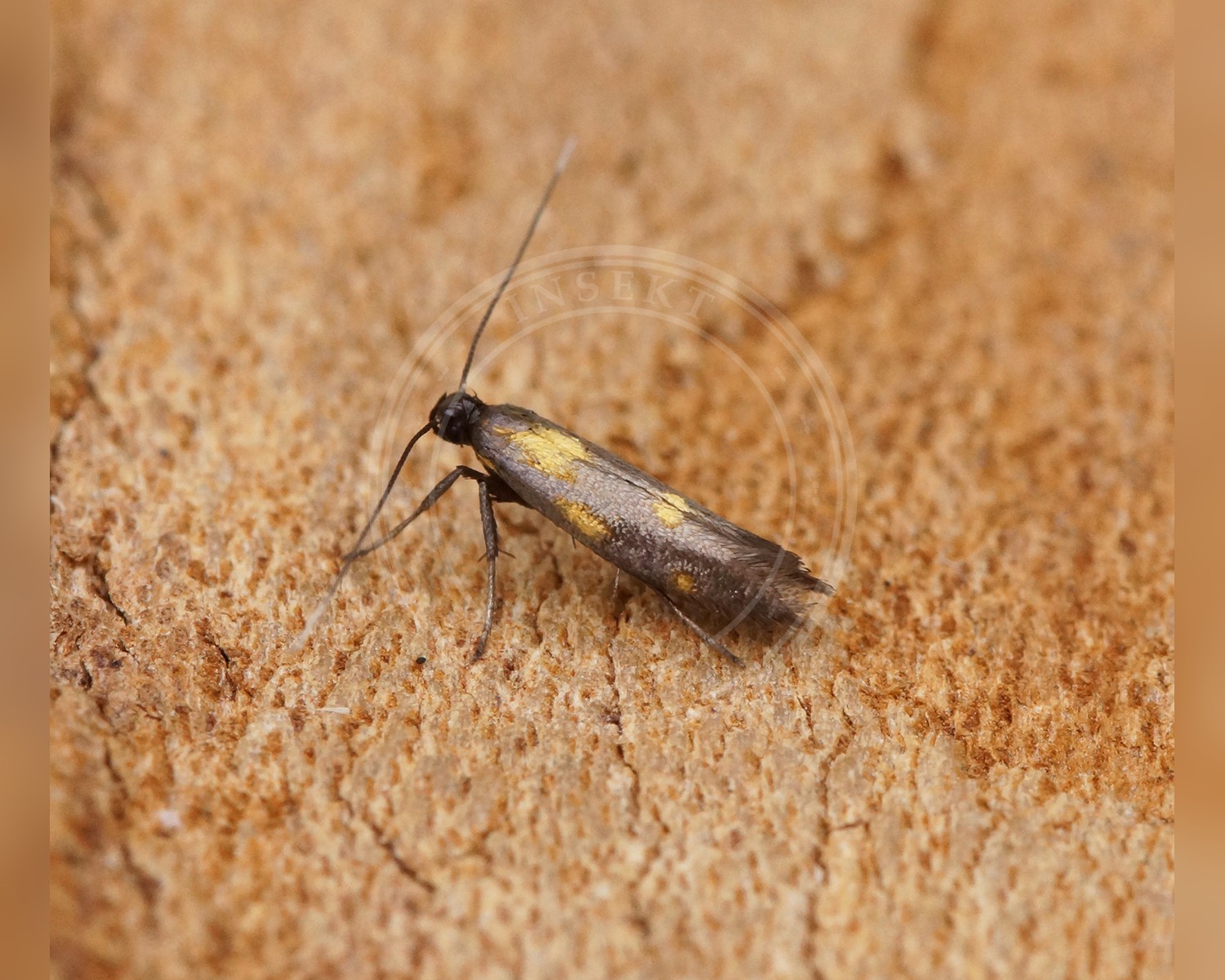 Her ses et billede af arten Perikonstyltemøl (Euspilapteryx auroguttella). Fotoet er taget af Ben Sale og hentet fra Wikimedia Commons (CC BY 2.0).