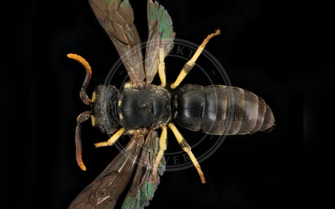Her ses et billede af arten Perlemaskebi (Hylaeus dilatatus). Fotoet er taget af USGS Bee Inventory and Monitoring Lab from Beltsville, Maryland, USA og hentet fra Wikimedia Commons (Public domain).