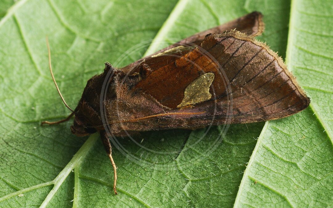 Perlemorplet – Autographa bractea