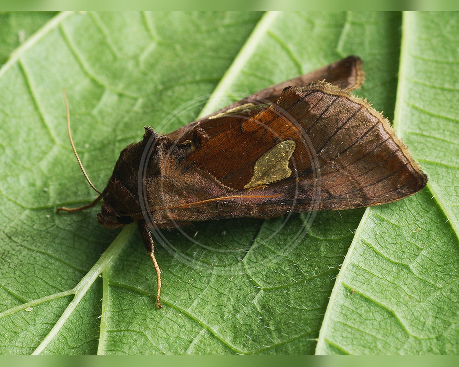 Her ses et billede af arten Perlemorplet (Autographa bractea). Fotoet er taget af Ilia Ustyantsev og hentet fra Wikimedia Commons (CC BY-SA 2.0).