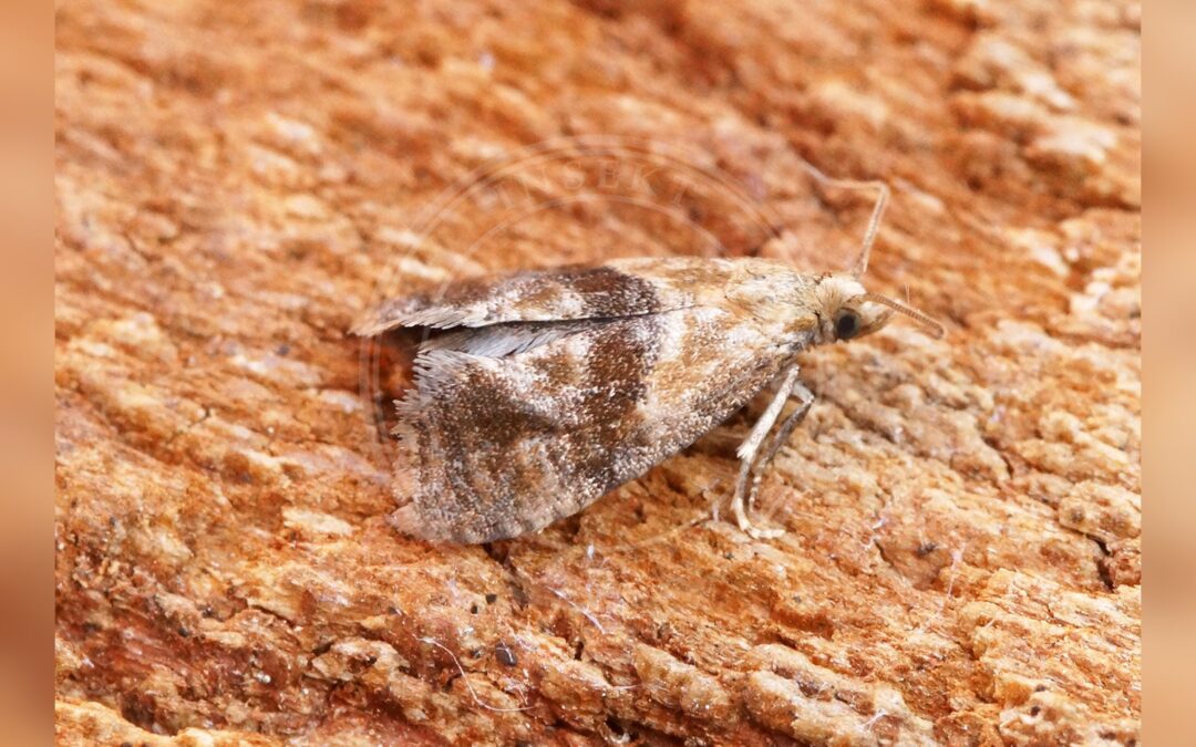 Phalonidia manniana – Phalonidia manniana