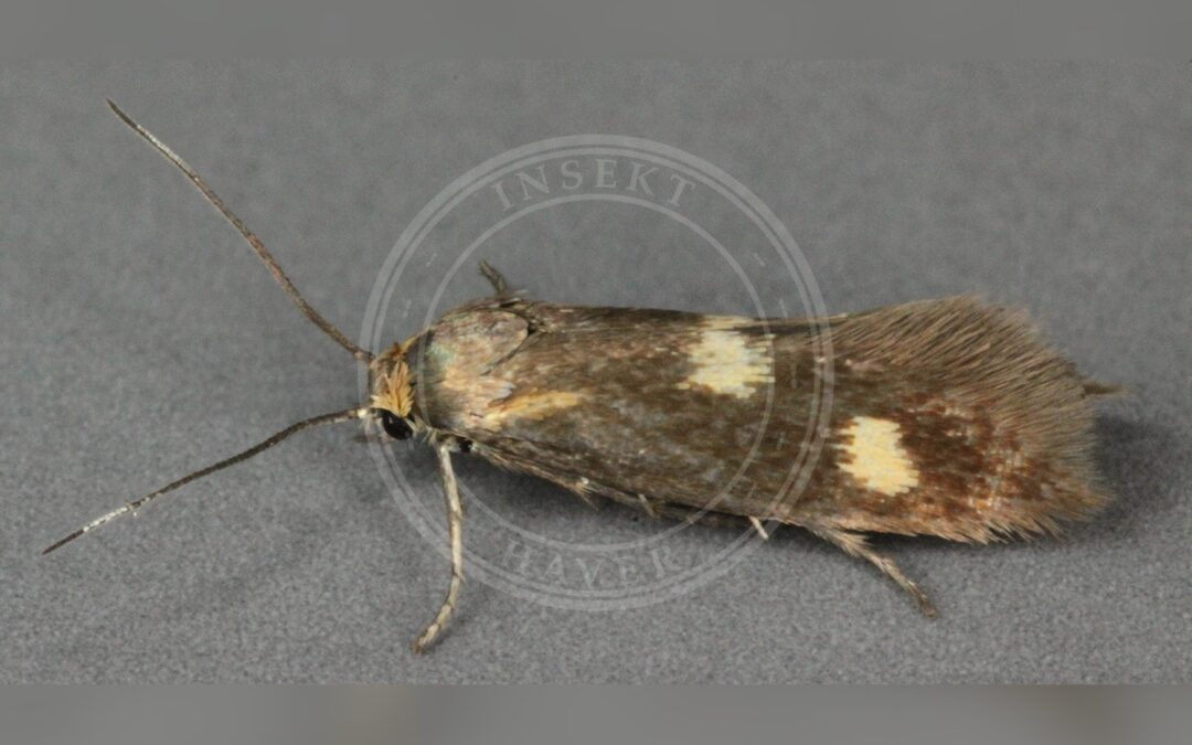 Phaulernis fulviguttella – Phaulernis fulviguttella
