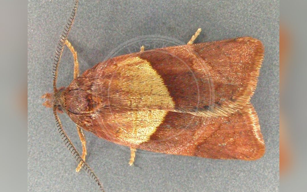 Philedone gerningana – Philedone gerningana