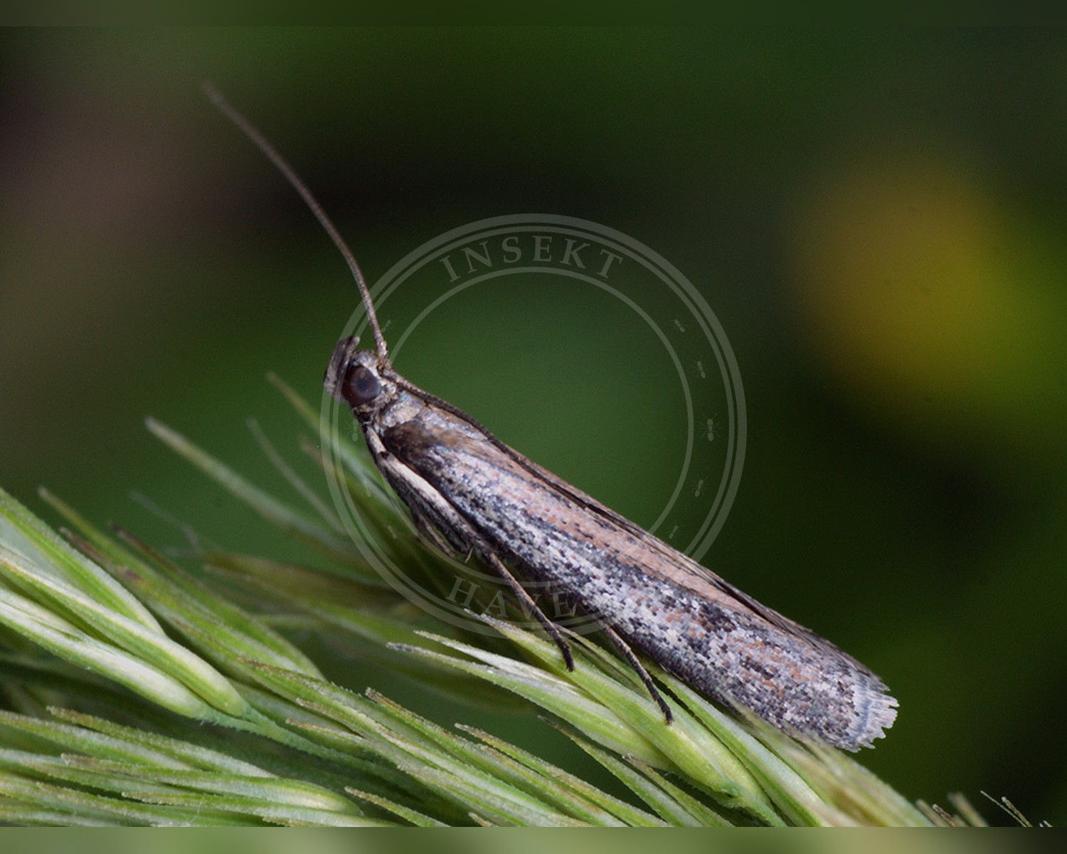 Her ses et billede af arten Phycitodes saxicola. Fotoet er taget af Ilia Ustyantsev og hentet fra Wikimedia Commons (CC BY-SA 2.0).
