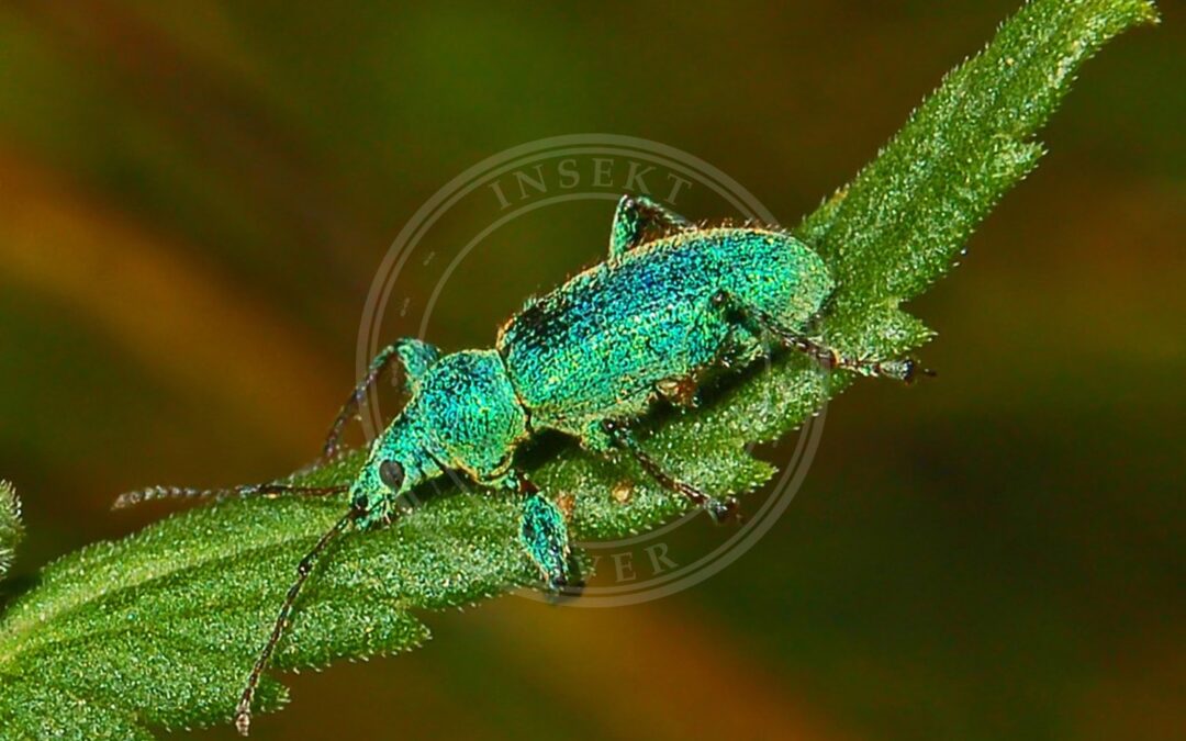 Her ses et billede af arten Phyllobius arborator. Fotoet er taget af Hectonichus og hentet fra Wikimedia Commons (CC BY-SA 3.0).