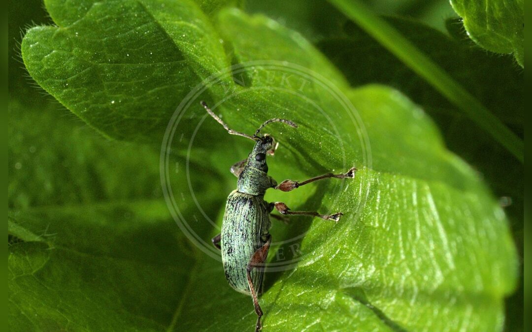 Her ses et billede af arten Phyllobius glaucus. Fotoet er taget af Line Sabroe og hentet fra Wikimedia Commons (CC BY 2.0).