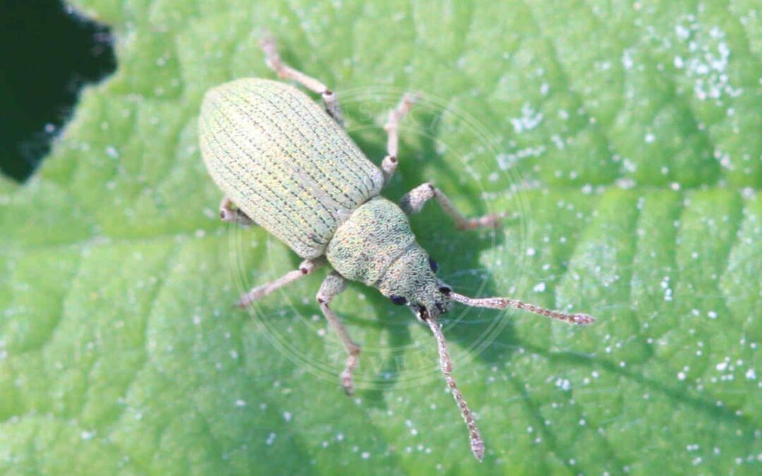 Her ses et billede af arten Phyllobius virideaeris. Fotoet er taget af Slimguy og hentet fra Wikimedia Commons (CC BY 4.0).