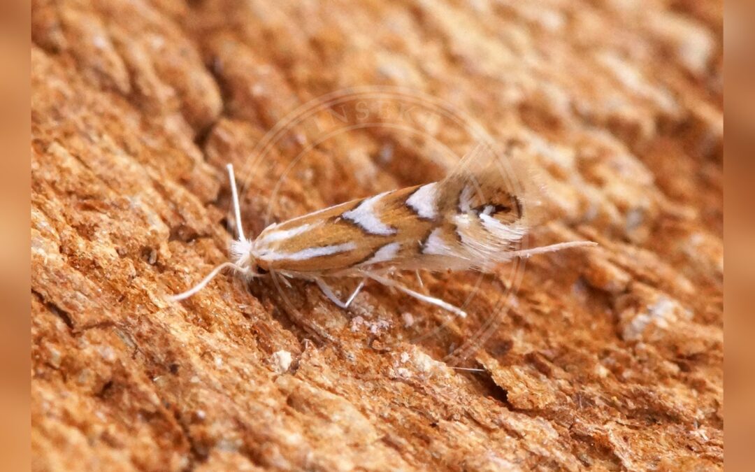 Her ses et billede af arten Phyllonorycter cerasicolella. Fotoet er taget af Ben Sale og hentet fra Wikimedia Commons (CC BY 2.0).