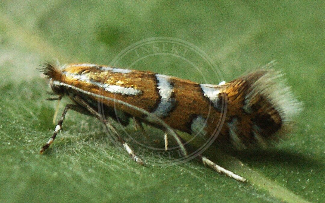 Phyllonorycter insignitella – Phyllonorycter insignitella