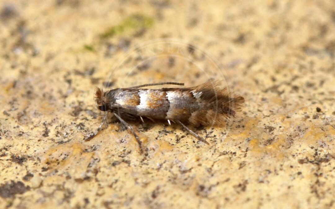 Her ses et billede af arten Phyllonorycter nicellii. Fotoet er taget af Ben Sale og hentet fra Wikimedia Commons (CC BY 2.0).