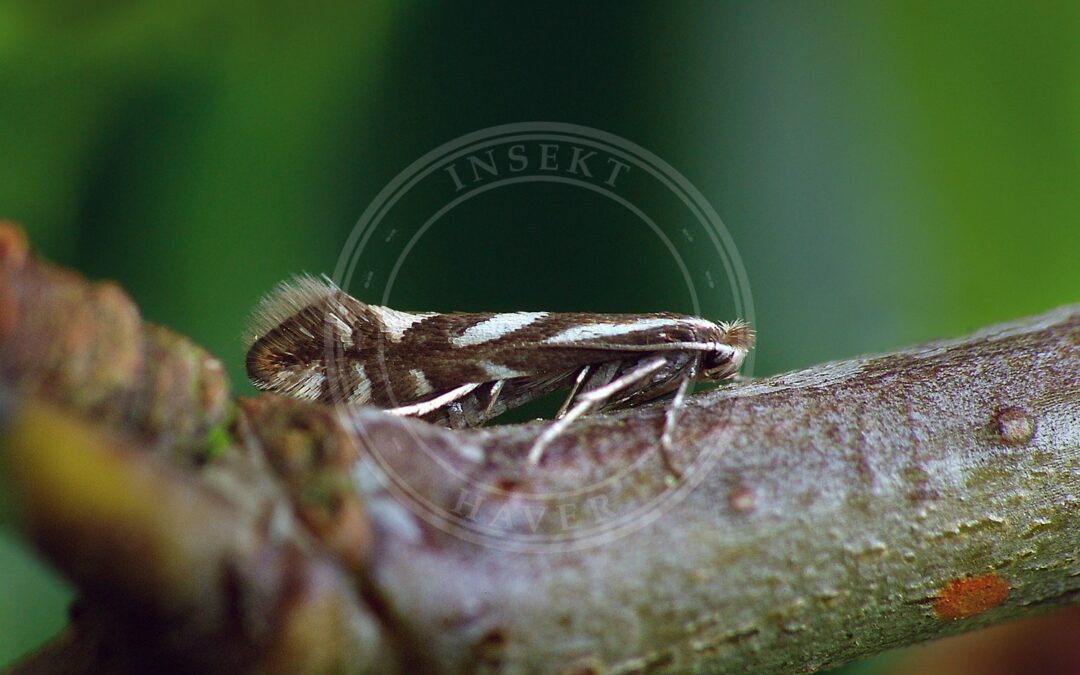 Her ses et billede af arten Phyllonorycter oxyacanthae. Fotoet er taget af Patrick Clement og hentet fra Wikimedia Commons (CC BY 2.0).