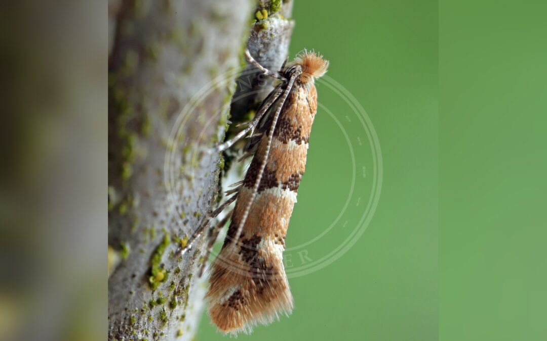 Her ses et billede af arten Phyllonorycter trifasciella. Fotoet er taget af Patrick Clement og hentet fra Wikimedia Commons (CC BY 2.0).