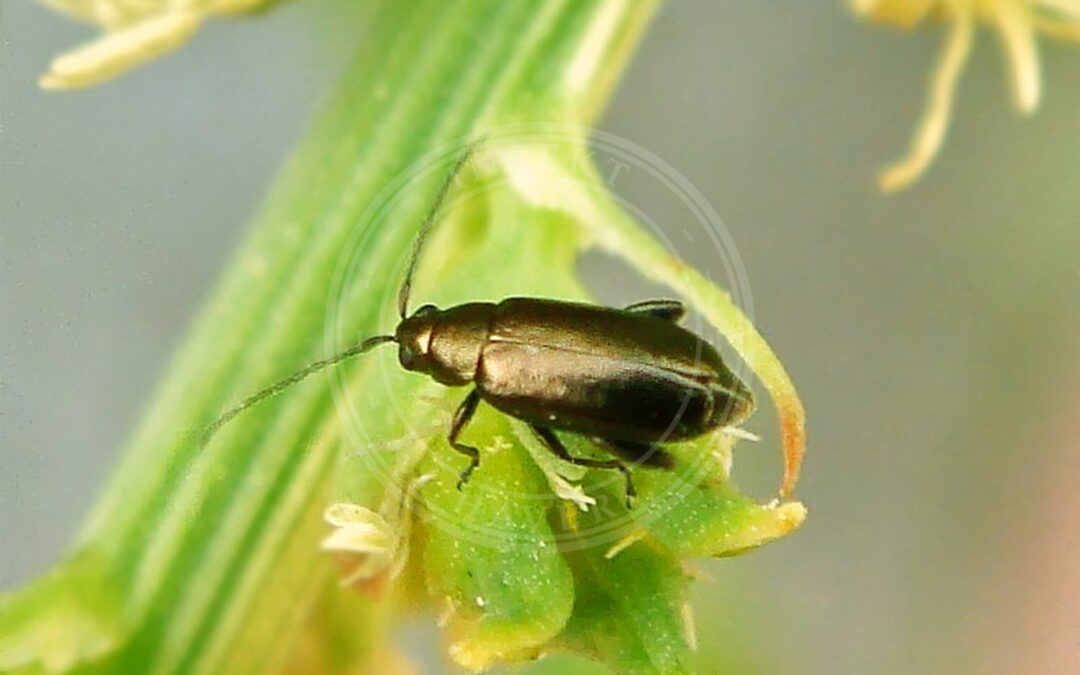 Phyllotreta procera