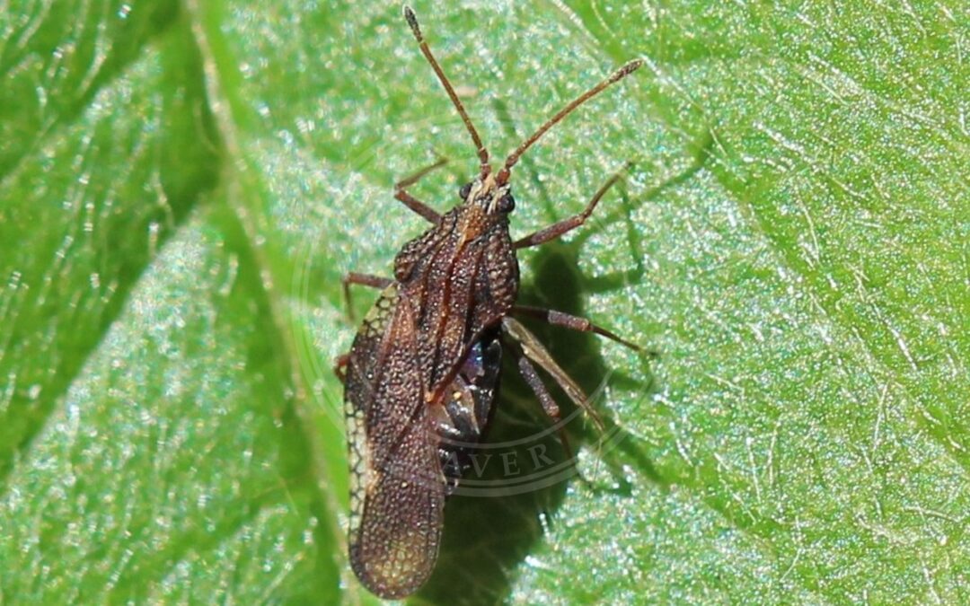 Her ses et billede af arten Physatocheila smreczynskii. Fotoet er taget af AfroBrazilian og hentet fra Wikimedia Commons (CC BY-SA 4.0).