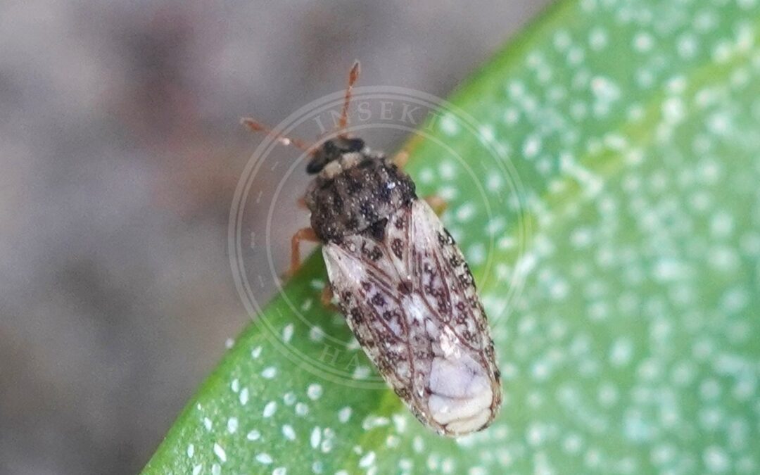 Her ses et billede af arten Piesma maculatum. Fotoet er taget af AfroBrazilian og hentet fra Wikimedia Commons (CC BY-SA 4.0).