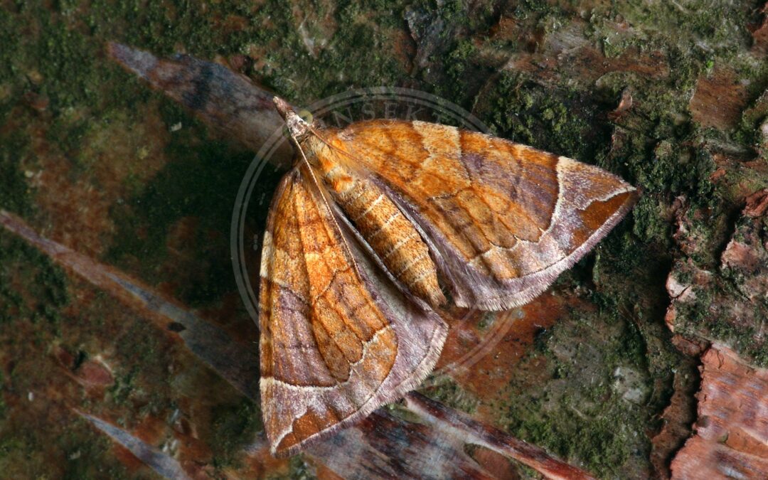 Her ses et billede af arten Pile-Havemåler (Eulithis testata). Fotoet er taget af Patrick Clement og hentet fra Wikimedia Commons (CC BY 2.0).