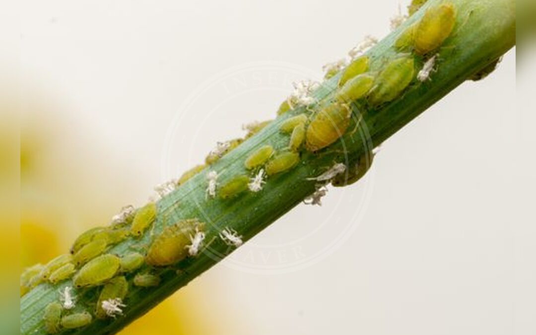 Her ses et billede af arten Pilegulerodsbladlus (Cavariella aegopodii). Fotoet er taget af Jesse Rorabaugh og hentet fra Wikimedia Commons (CC0).