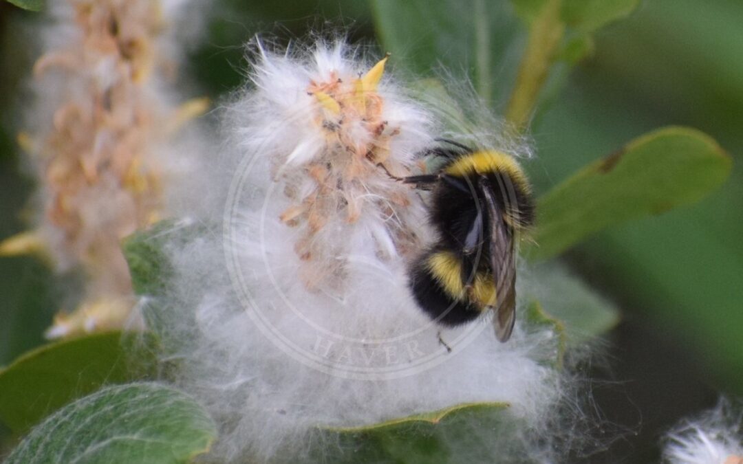 Her ses et billede af arten Pilejordhumle (Bombus cryptarum). Fotoet er taget af Syd Cannings og hentet fra iNaturalist (CC BY).