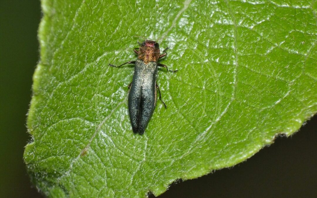 Her ses et billede af arten Pilepragtbille (Agrilus viridis). Fotoet er taget af Dieter Schulten og hentet fra iNaturalist (CC BY).