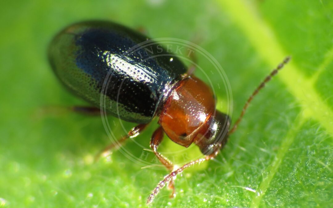 Her ses et billede af arten Pileurtbladbille (Gastrophysa polygoni). Fotoet er taget af Katja Schulz from Washington, D. C., USA og hentet fra Wikimedia Commons (CC BY 2.0).